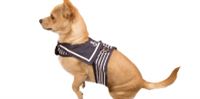 dog-clothing-accessories
