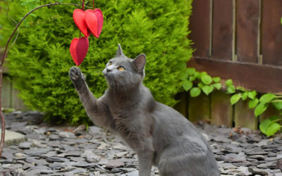 Brand Licensing in the Pet Category: From Novelty to Strategic Growth Engine